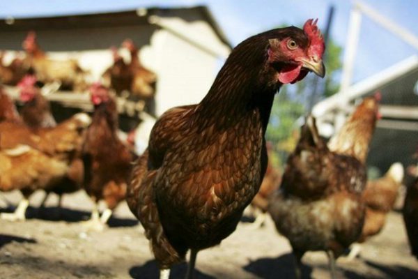 Россельхознадзор запретил ввоз птицеводческой продукции из Австралии