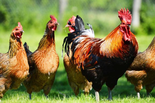Производители мяса хотят смягчить требования к остаткам препаратов