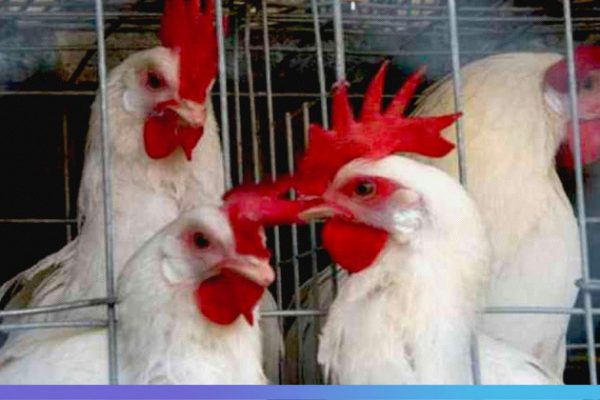 Под Омском обнаружили новый очаг птичьего гриппа