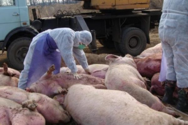 В Воронежской области обнаружен и ликвидирован второй очаг АЧС
