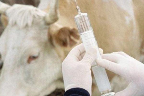 Ставропольские ветеринары контролируют ситуацию по ящуру в регионе