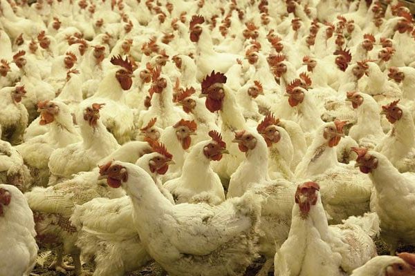 Местные породы кур с домашними кормами — экологичная альтернатива бройлерам на сое
