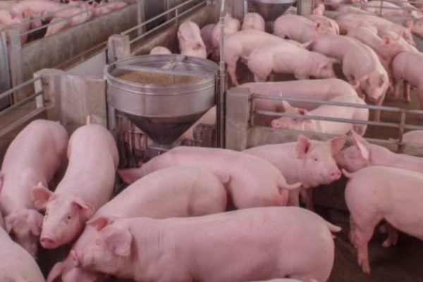 Поголовье Пермского свинокомплекса ушло с торгов за ₽68,4 млн