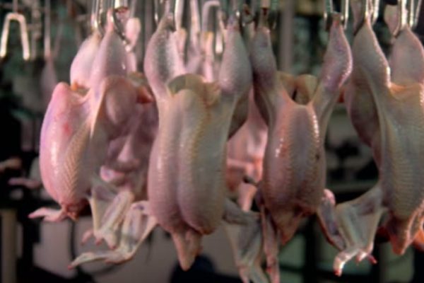 НСП: в декабре начали снижаться оптовые цены на куриное мясо