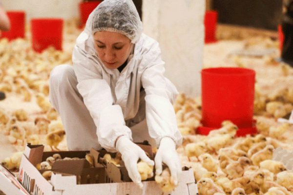 Ясногорская птицефабрика «Сибагро» приняла первую партию цыплят